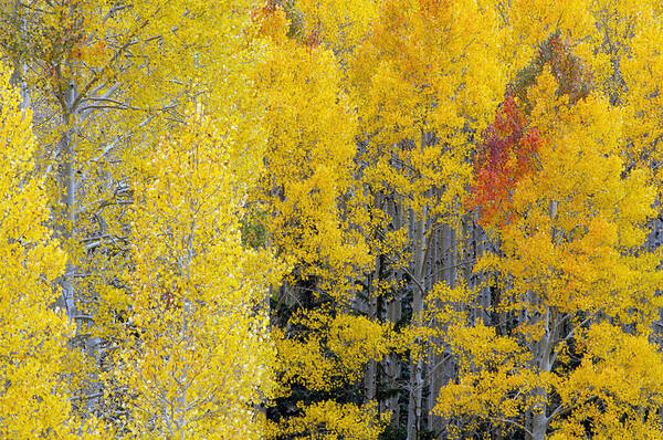 Aspens Art Print featuring the photograph Flagstaff Fall Color #3 by Tam Ryan