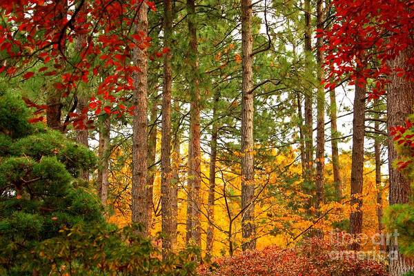 Autumn Art Print featuring the photograph Autumn Canvas by Carol Groenen