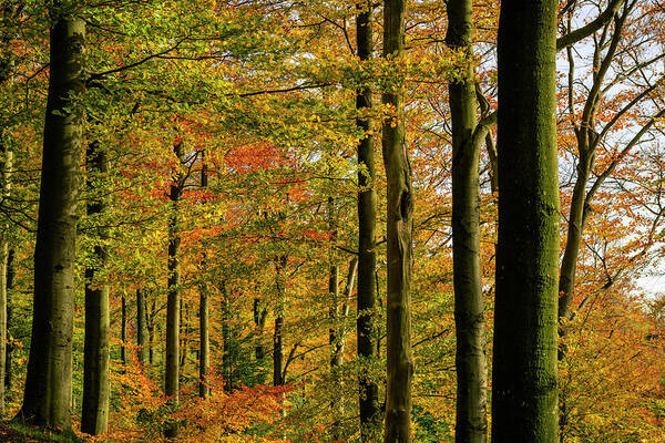 Scenics Art Print featuring the photograph Autumn Colors In The Woods by Sjo