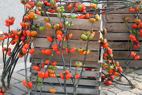 Tomato Art Print featuring the photograph Autumn Decorations by Jackson Pearson