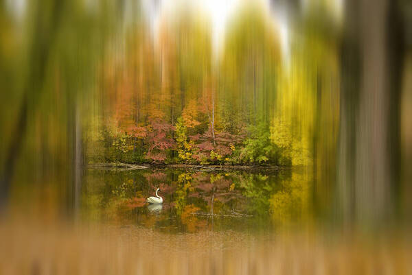 Autumn. Fall Landscape. Seasonal Colors. Trees. Woods. Forest. Lake. Water. Reservoir. Reflections. Nature. Wildlife. White Swan. Photography. Print. Poster. Canvas. Digital Art. Greeting Card. Print. Art Print featuring the photograph Autumn Dream by Mary Timman