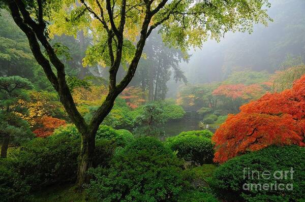 Oregon Art Print featuring the photograph Foggy Autumn Morning at Portland Japanese Garden by Tom Schwabel