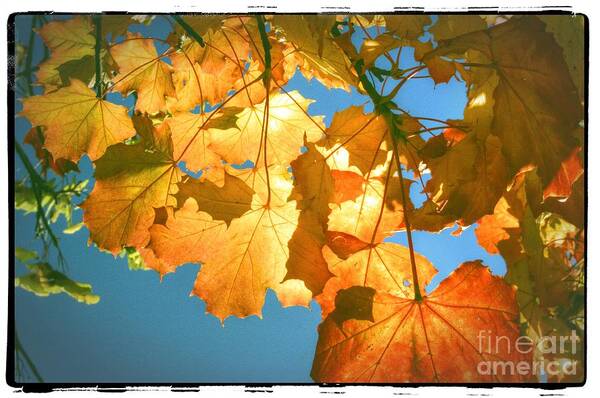 Autumn Art Print featuring the photograph Autumn Found by Spikey Mouse Photography