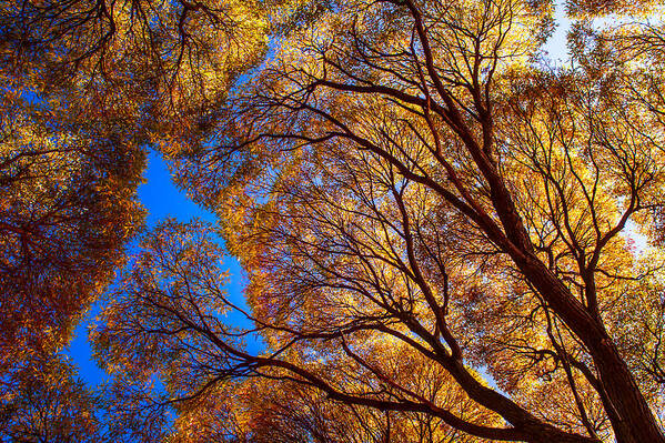 Trees Art Print featuring the photograph Autumn Glory by Jenny Rainbow