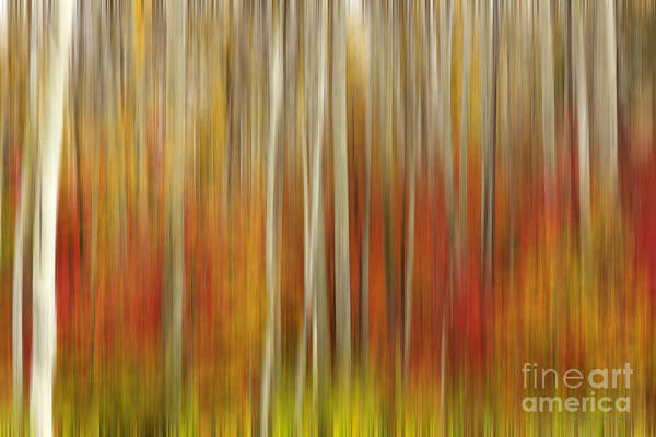 Abstract Art Print featuring the photograph Autumn Glory by Beve Brown-Clark Photography