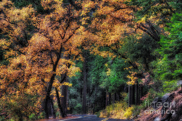 Yosemite Art Print featuring the photograph Autumn Glow by Anthony Michael Bonafede