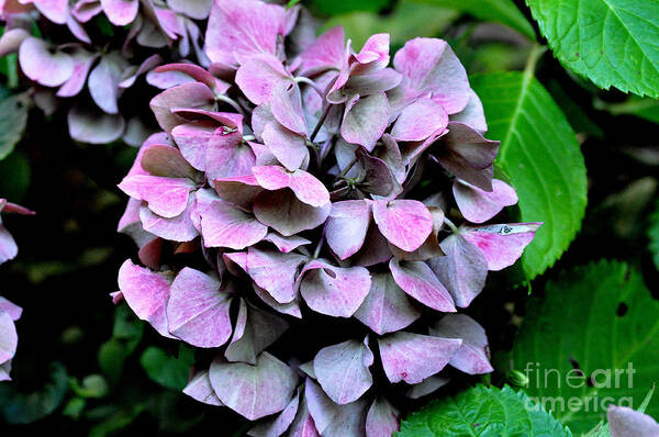Flowers. Autumn Art Print featuring the photograph Autumn Hydrangea 2 by Tatyana Searcy