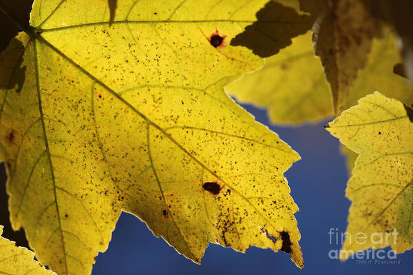 Nature Art Print featuring the photograph Autumn No. 1 by Todd Blanchard