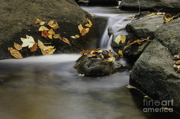 Hackelbarney State Park Art Print featuring the photograph Autumn in Hackelbarney II by Debra Fedchin