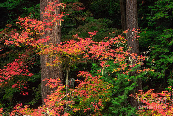 America Art Print featuring the photograph Autumn in Mount Rainier Forest by Inge Johnsson