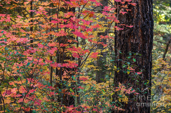 Autumn Art Print featuring the photograph Array of Autumn Color by Tamara Becker