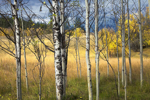 Autumn Art Print featuring the photograph Autumn Landscape by Theresa Tahara