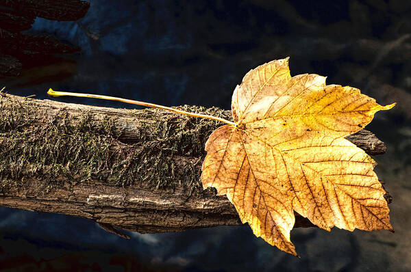 Leaf Art Print featuring the photograph Autumn Leaf Balances On Moss Covered Branch by Gary Slawsky