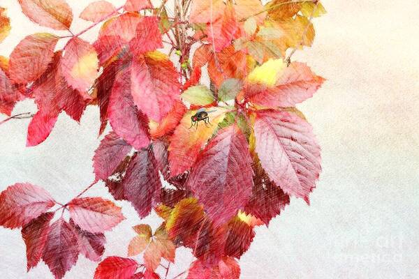 Autumn Leaves Art Print featuring the digital art Autumn Leaves by Liane Wright