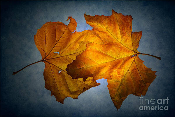 Autumn Leaves Art Print featuring the photograph Autumn Leaves on Blue by Ann Garrett