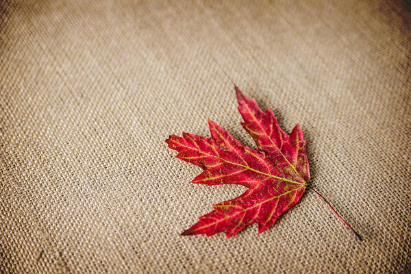 Maple Leaf. Red Leaf. Autumn. Fall. Burlap. Canvas. Fine Art. Photography. Print. Greeting Card. Thanksgiving Greeting Card. Poster. Art Print featuring the photograph Autumn by Mary Timman