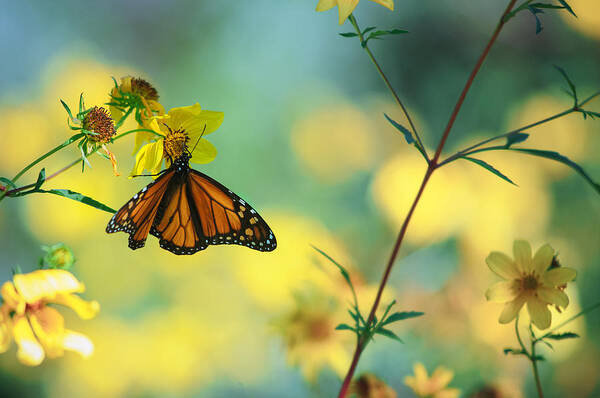 Monarch Art Print featuring the photograph Autumn Monarch by Joel Olives