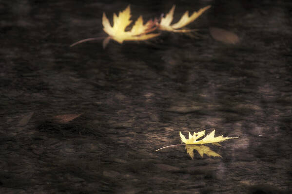 Autumn Art Print featuring the photograph Autumn Mood - Fall - Leaves by Jason Politte