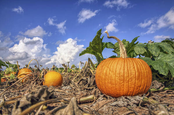 Pumpkin Art Print featuring the photograph Autumn Pumpkin Patch - Fall - Halloween by Jason Politte