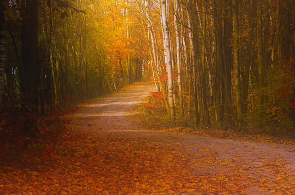 Road Autumn Fall Colors Landscape Photograph Print Acrylic Canvas Metal Leaves Trees Ontario Canada Art Print featuring the photograph Autumn Roadway by Jim Vance