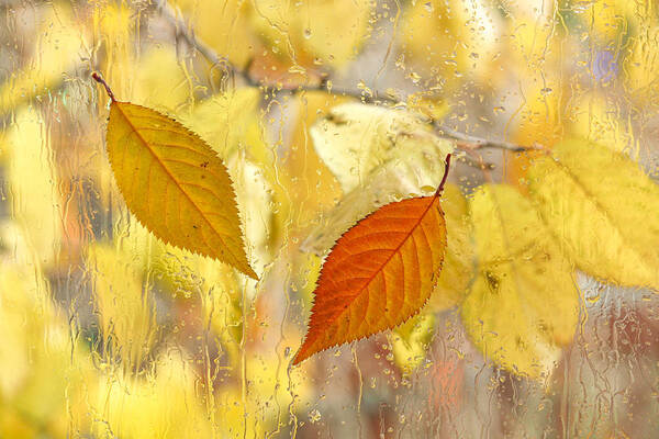 Fall Leaves Art Print featuring the photograph Autumn Romance by Marina Kojukhova