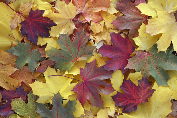 Feb0514 Art Print featuring the photograph Autumn Sycamore Leaves Germany by Duncan Usher