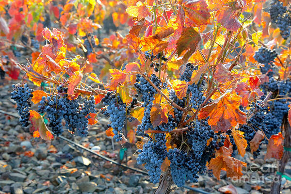 Grapes Art Print featuring the photograph Autumn Vineyard Sunlight by Carol Groenen