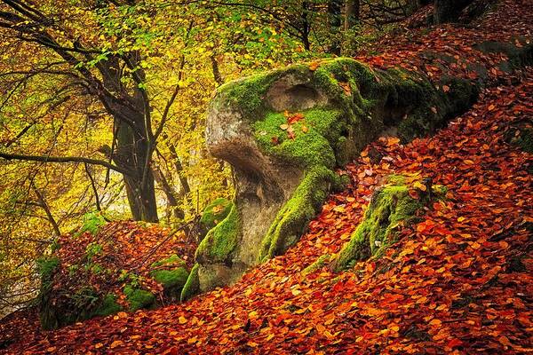 Autumn Art Print featuring the photograph Autumn walk in forrest by Maciej Markiewicz