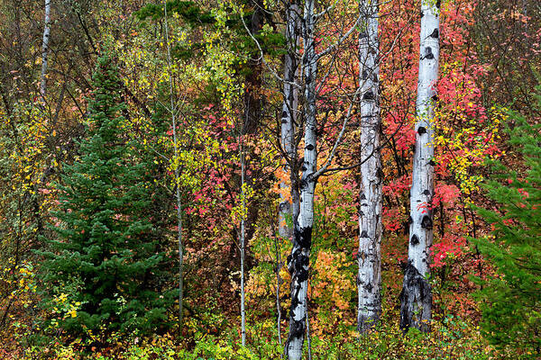 Fall Colors Art Print featuring the photograph Autumn Woods by Kathleen Bishop