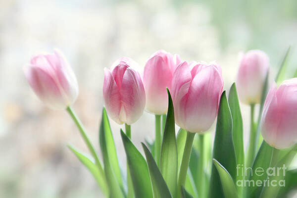 Tulips Art Print featuring the photograph Awakening- Pale Pink Tulips by Sylvia Cook