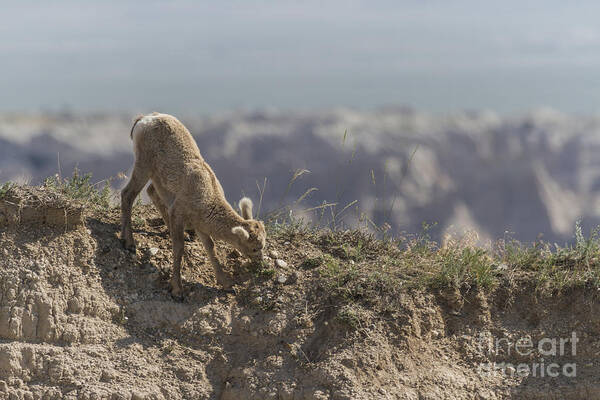 Bighorn Art Print featuring the photograph Baby Bighorn In The Badlands by Steve Triplett