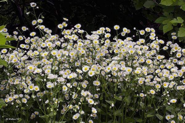 2d Art Print featuring the photograph Baby Bloomers by Brian Wallace