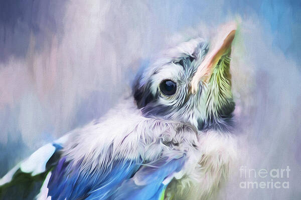 Baby Blue Jay Art Print featuring the photograph Baby Blue Jay by Darren Fisher