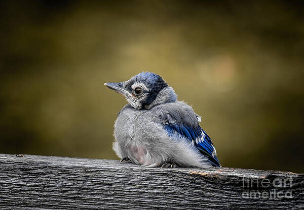 Wildlife Art Print featuring the photograph Baby Blue Jay by Robert Frederick