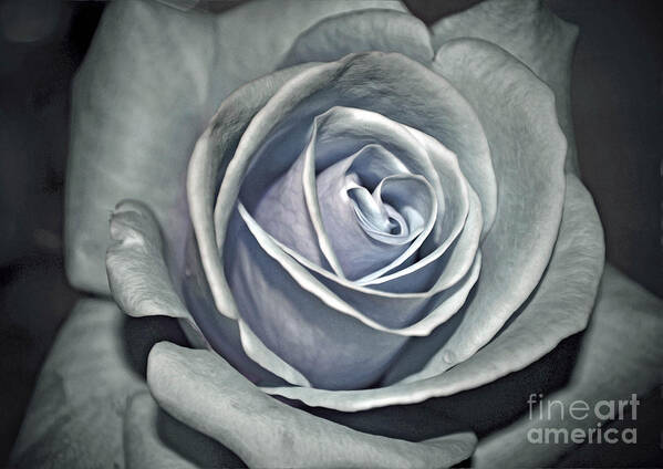 Rose Art Print featuring the photograph Baby Blue Rose by Savannah Gibbs