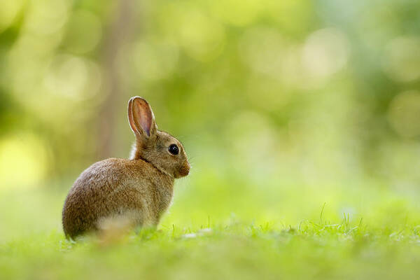 Afternoon Art Print featuring the photograph Baby Bunny in the Forest by Roeselien Raimond
