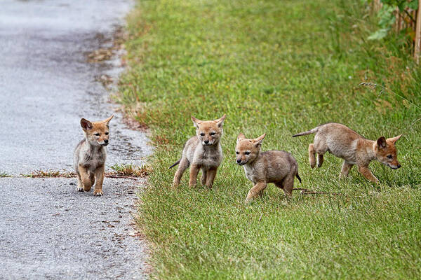 Coyotes Art Print featuring the photograph Baby Coyotes on the Run by Peggy Collins