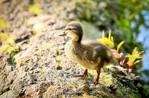 Duckling Art Print featuring the photograph Baby Duckling by Athena Mckinzie