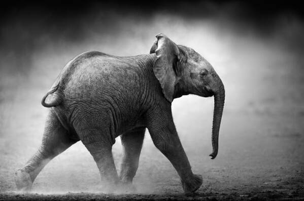 Elephant Art Print featuring the photograph Baby Elephant running by Johan Swanepoel