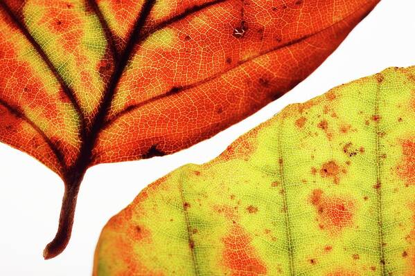 Plant Art Print featuring the photograph Backlit Autumnal Leaves by Mauro Fermariello/science Photo Library
