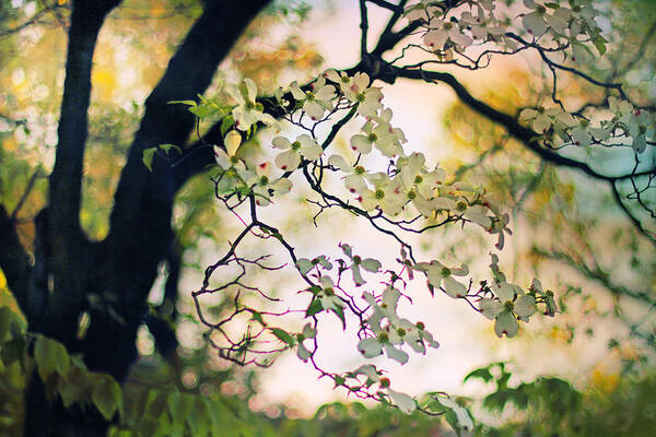 Dogwood Art Print featuring the photograph Backlit Blossom by Jessica Jenney