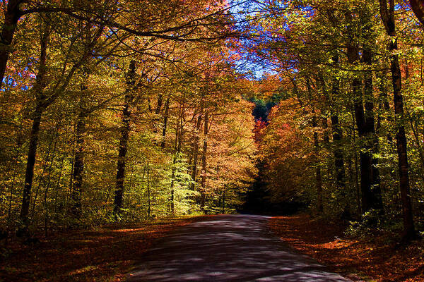Autumn Art Print featuring the photograph Backlit Canopy by Larry Landolfi