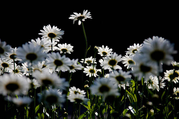 Daisy Art Print featuring the photograph Backlit Daisyscape by David Patterson