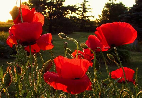 Backlit Poppies Art Print featuring the photograph Backlit Red Poppies by Mary Wolf