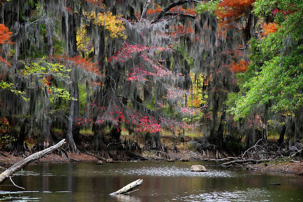 Autumn Art Print featuring the photograph Backwater Autumn by Lana Trussell