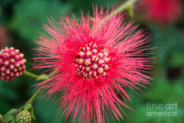 Red Powder Puff Photgraphic Images Art Print featuring the photograph Bad Hair Day by Mary Lou Chmura
