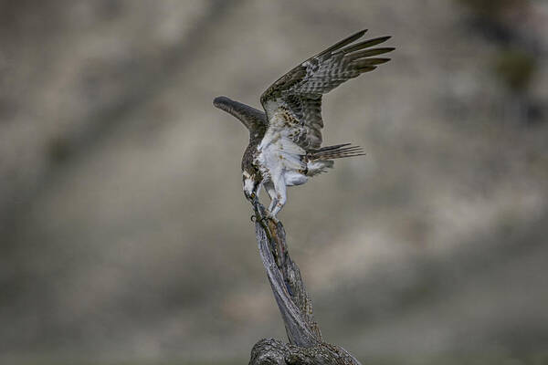 Yellowstone Art Print featuring the photograph Balancing Act by Gary Hall