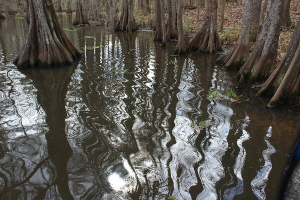 Bald Cypress Art Print featuring the photograph Bald Cypress trees standing in rippling water by Toni and Rene Maggio