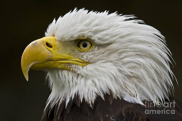 Eagle Art Print featuring the photograph Bald Eagle - 7 by Heiko Koehrer-Wagner