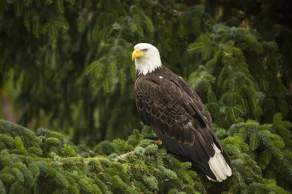 Feb0514 Art Print featuring the photograph Bald Eagle Alaska by Flip Nicklin